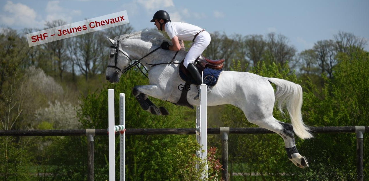 Concours de Saut d'Obstacles - Jeunes Chevaux SHF II