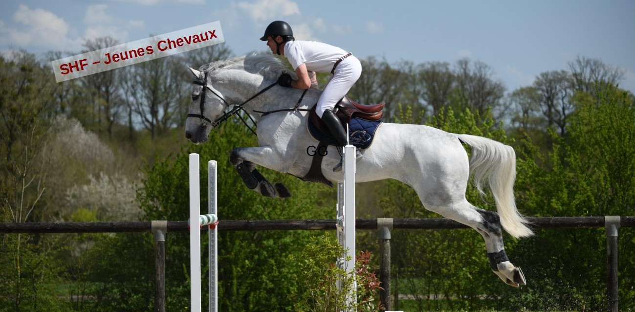 Concours de Saut d'Obstacles - Jeunes Chevaux SHF III