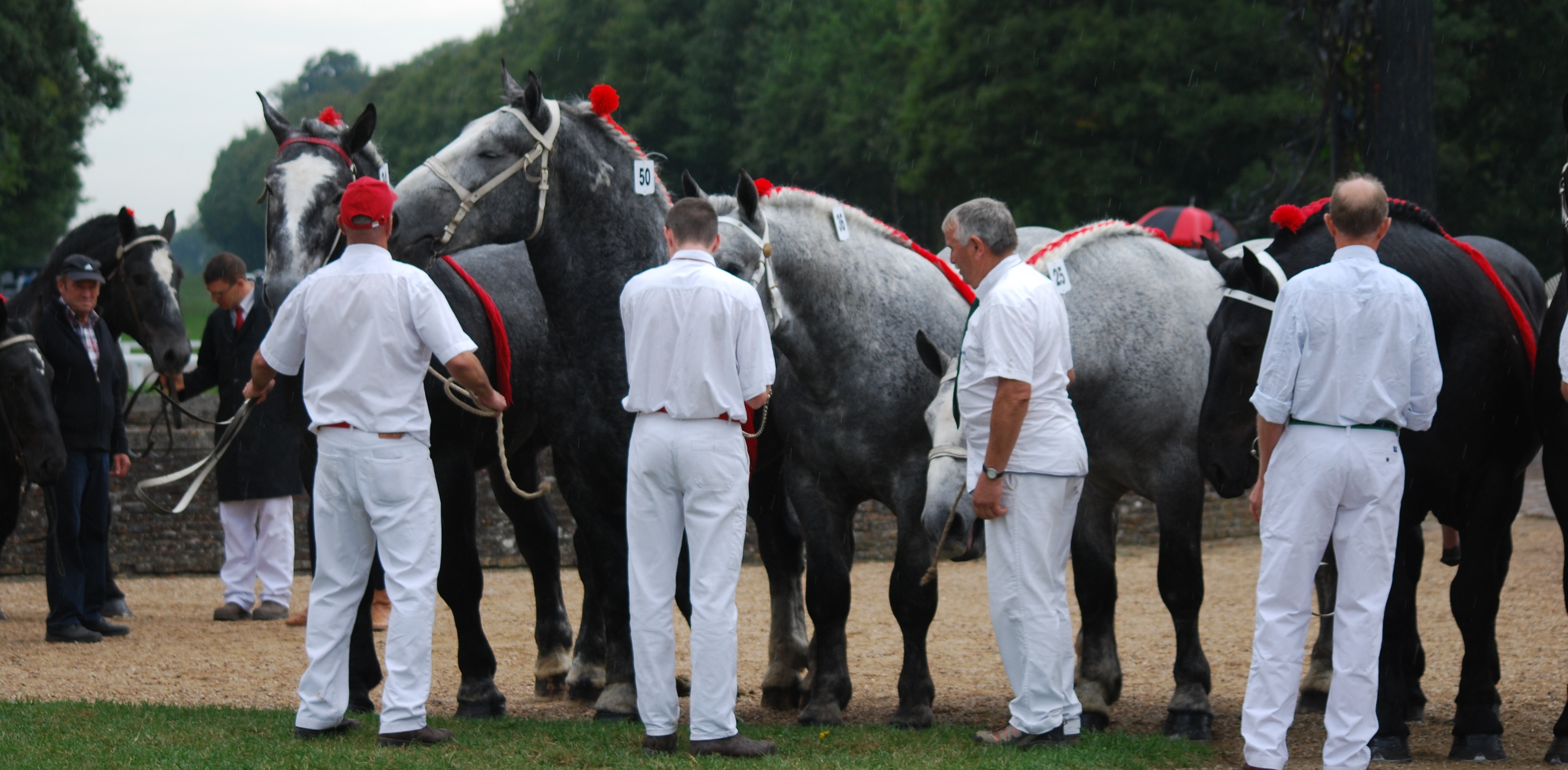 23 au 25 septembre : Concours National Percheron