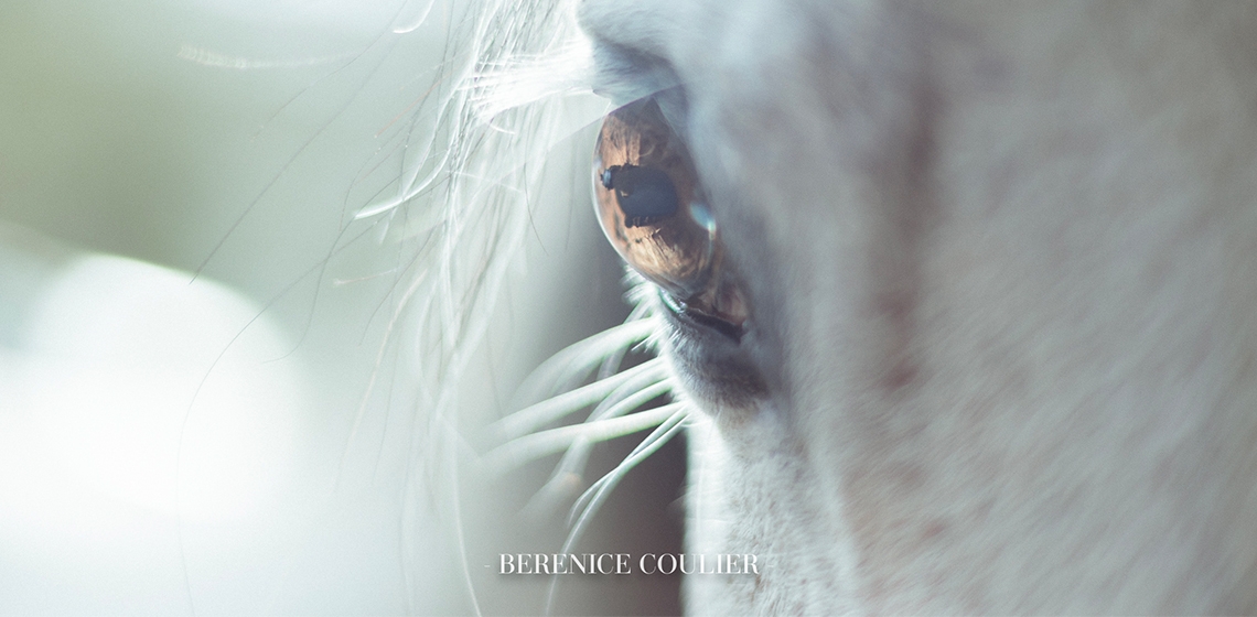 Un autre regard sur le Cheval