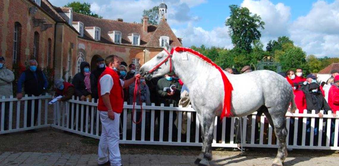 Championnat de France Percheron