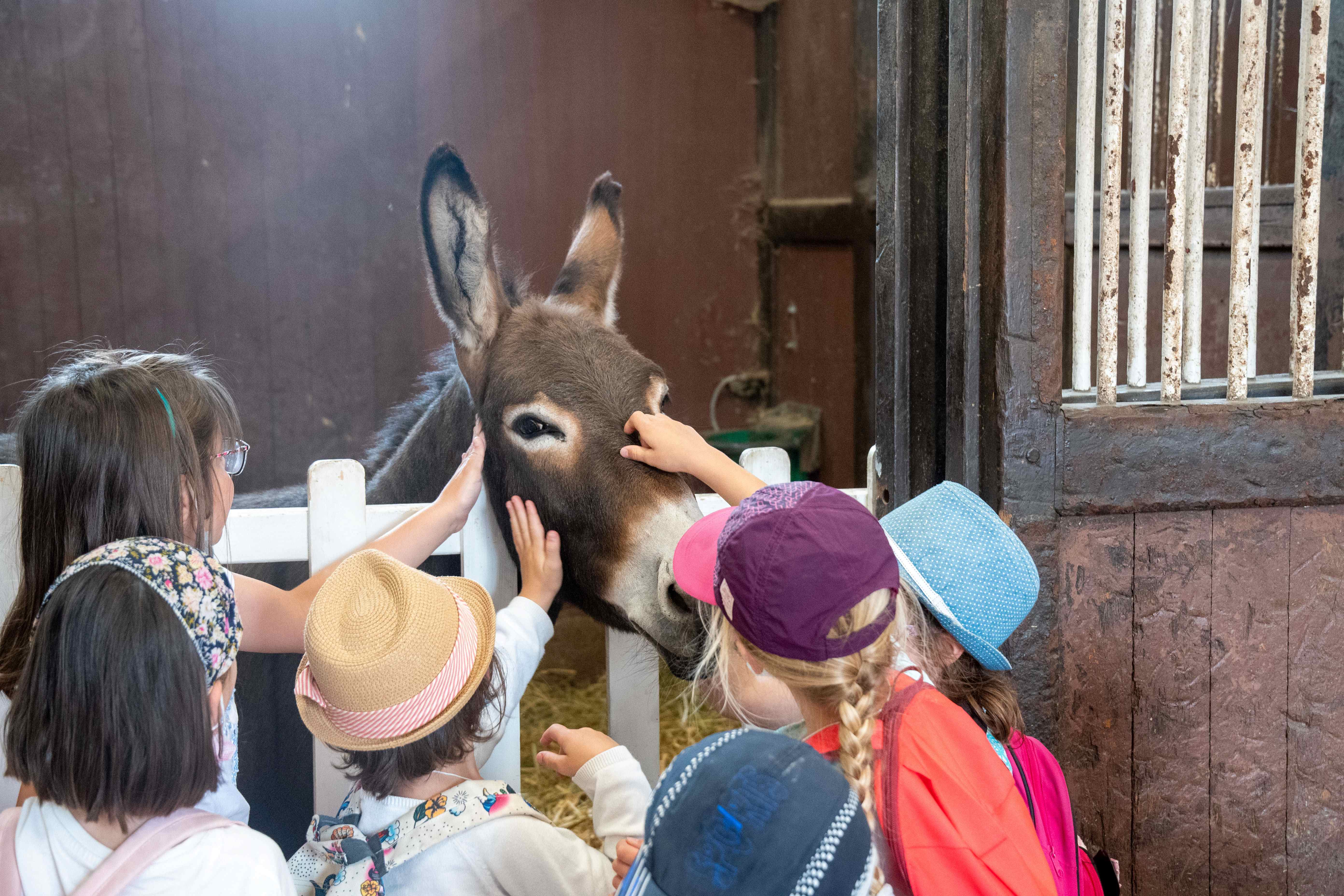 visite du Haras scolaire